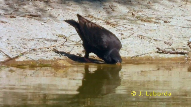 Шпак піренейський - ML645486076