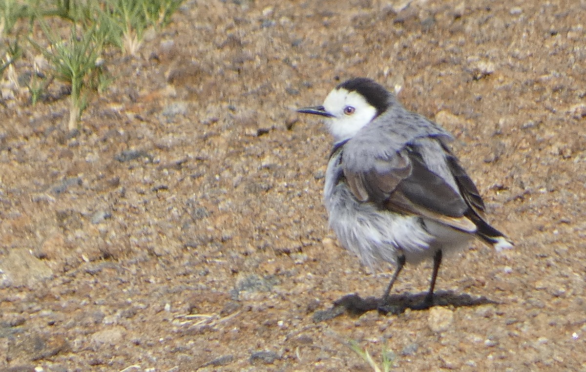 White-fronted Chat - ML645486077