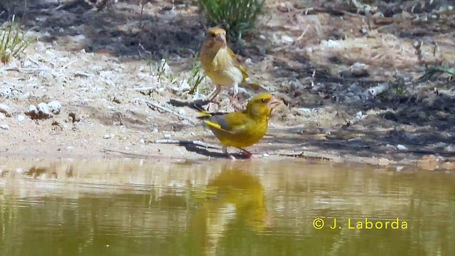 Зеленяк звичайний - ML645486079