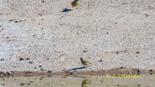 Коноплянка - ML645486080