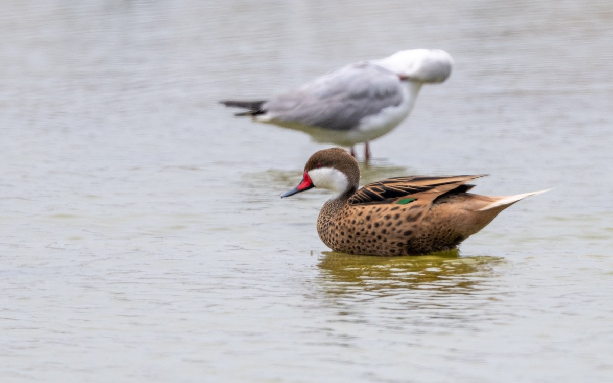 Bahamaente - ML645486082