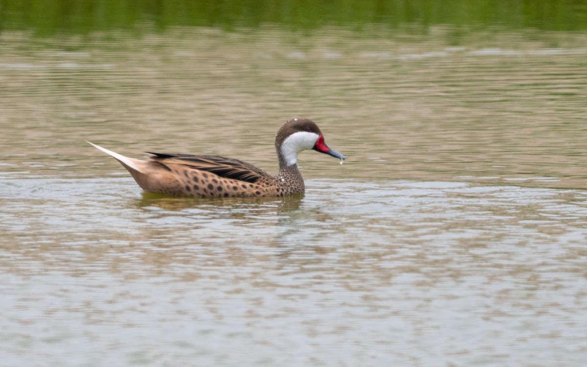 Bahamaente - ML645486083