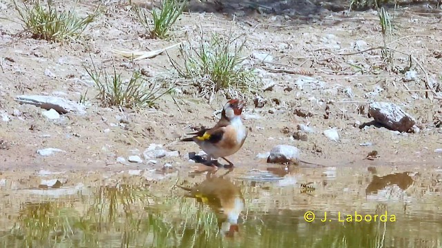 Щиглик звичайний - ML645486087