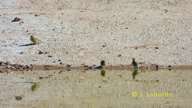 Щедрик європейський - ML645486091