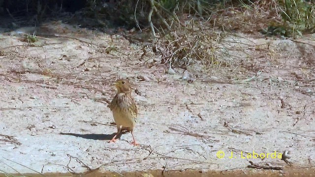 Просянка - ML645486095