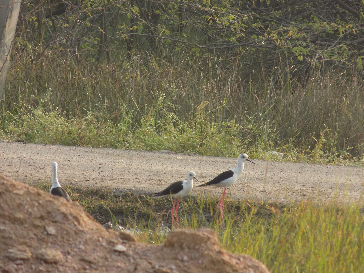 高蹺鴴 - ML645486100