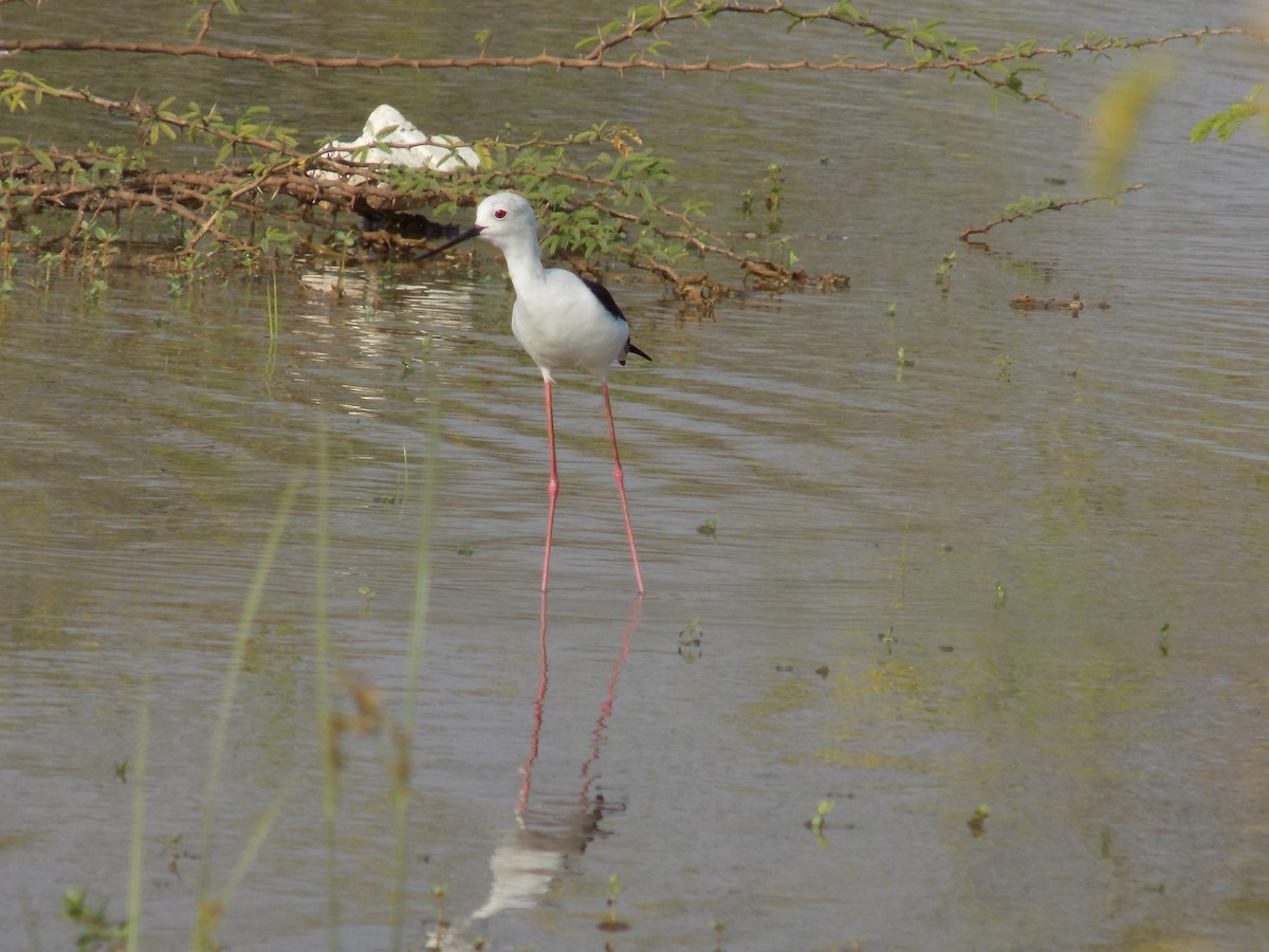 高蹺鴴 - ML645486101