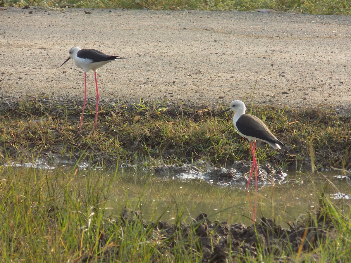 高蹺鴴 - ML645486102