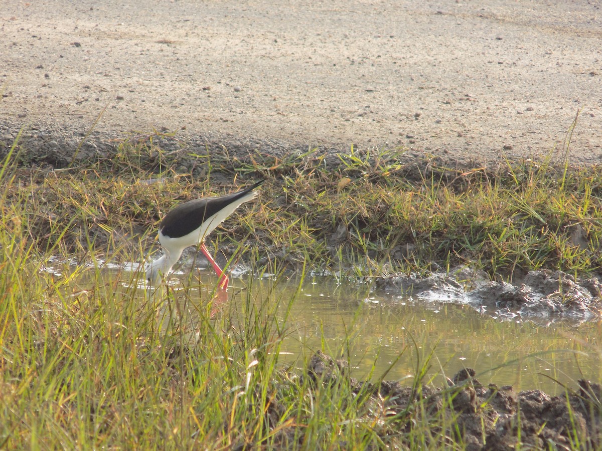 高蹺鴴 - ML645486103