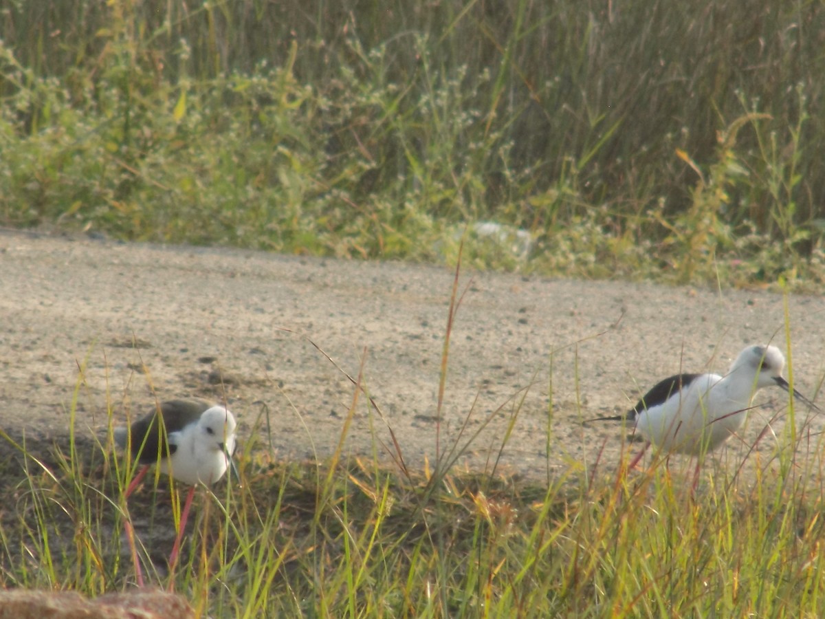 高蹺鴴 - ML645486104