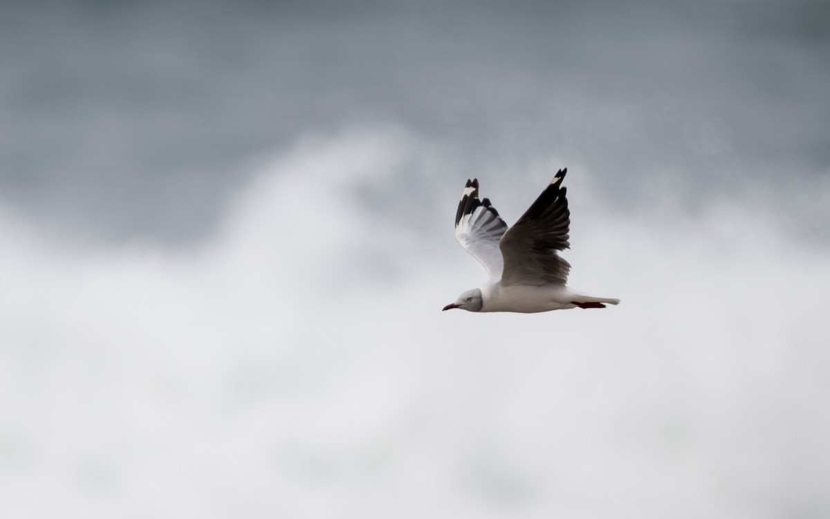 Antxeta burugrisa - ML645486109