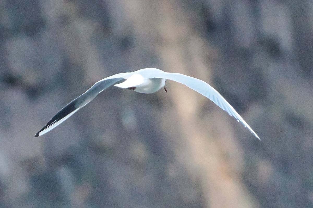 hettemåke - ML645486111