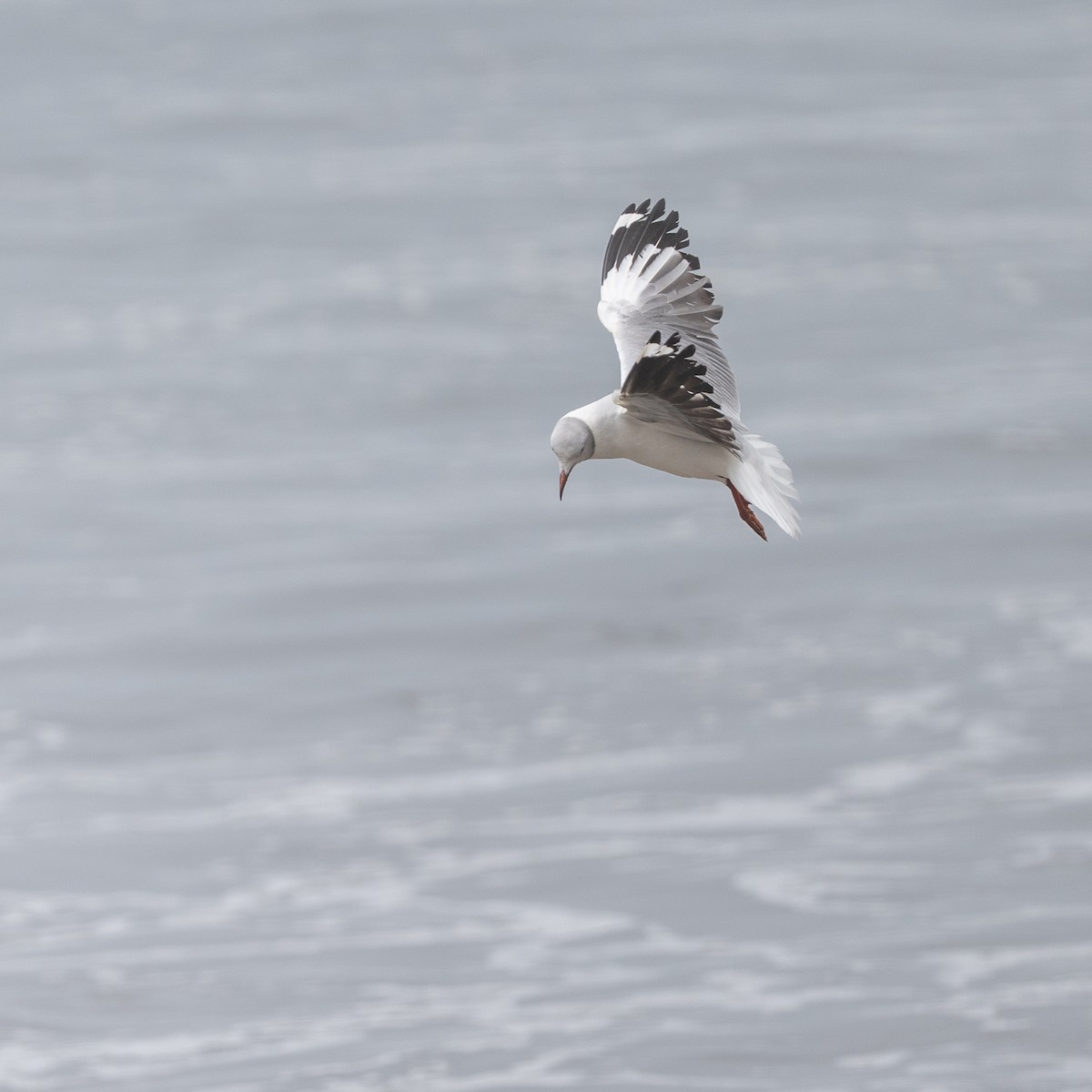 Antxeta burugrisa - ML645486114