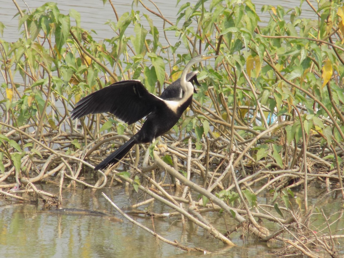 Doğu Yılanboyunu - ML645486121