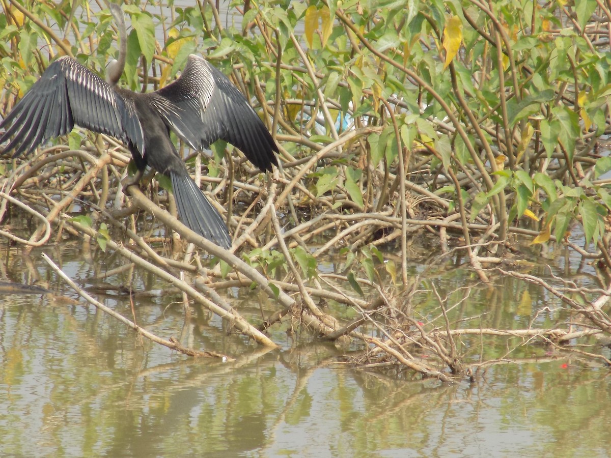 Doğu Yılanboyunu - ML645486122