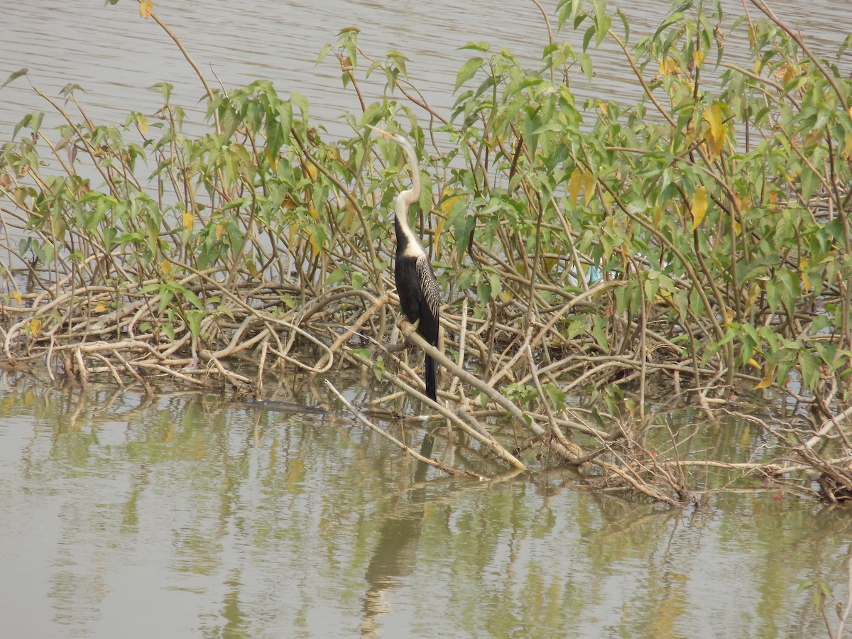 Doğu Yılanboyunu - ML645486123