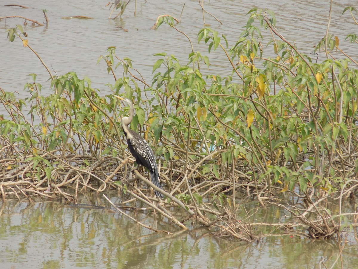 Doğu Yılanboyunu - ML645486124