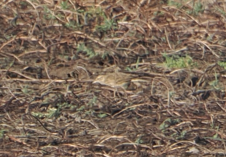 Australian Pipit - ML645486126