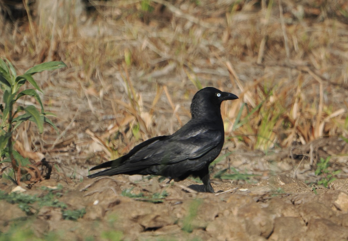 Torresian Crow - ML645486128