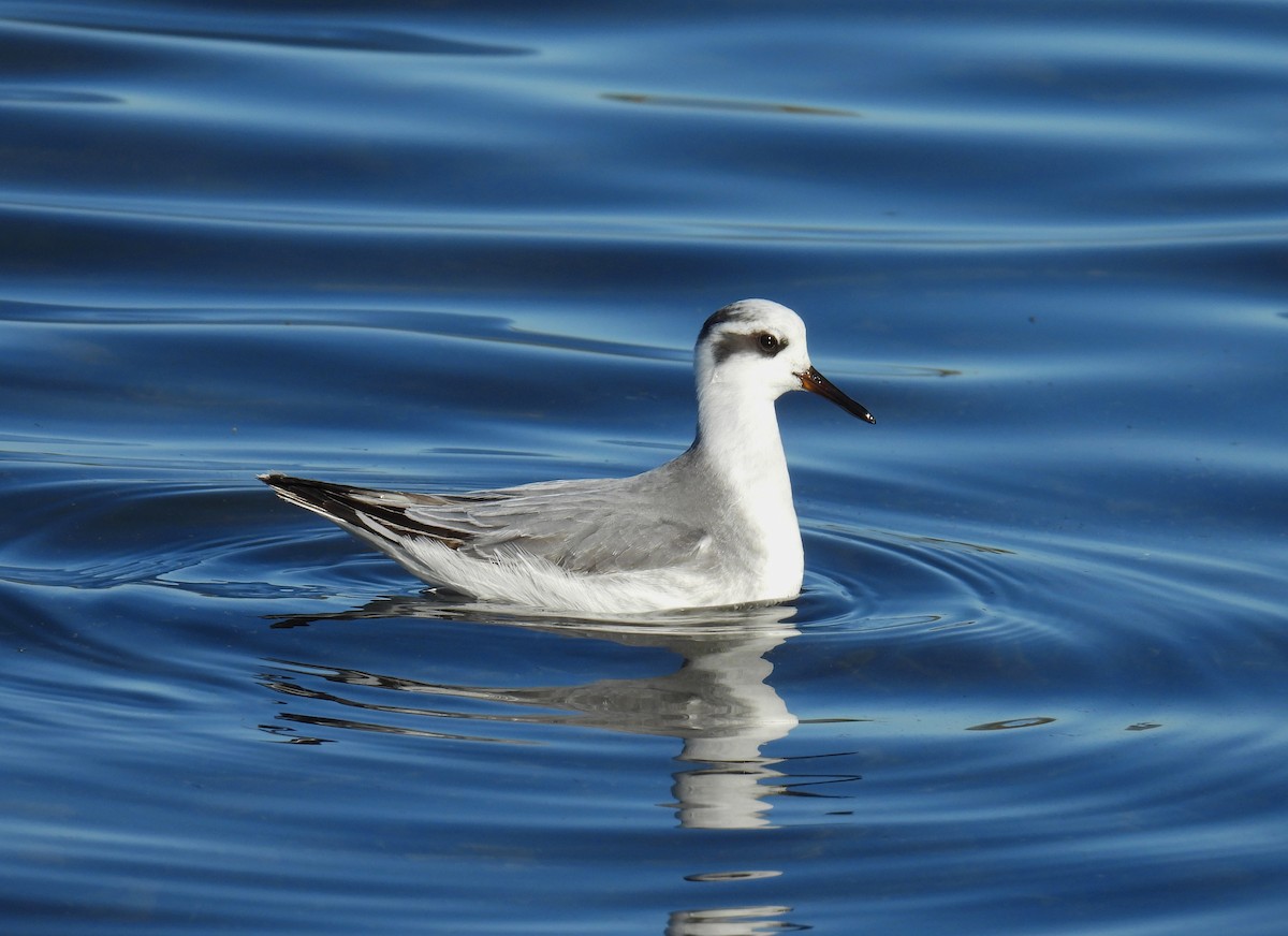 Mendebal-txori mokolodia - ML645486129