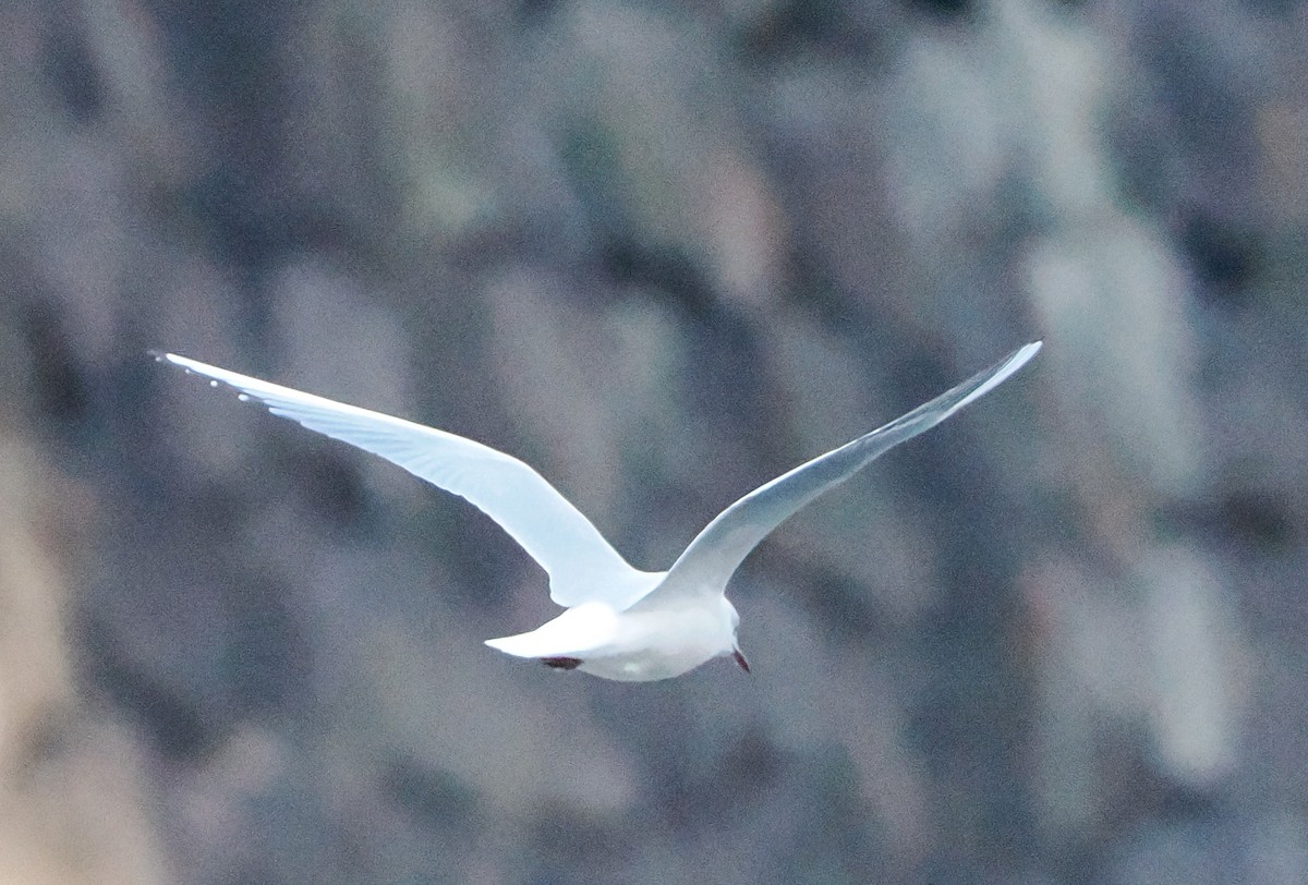 hettemåke - ML645486130