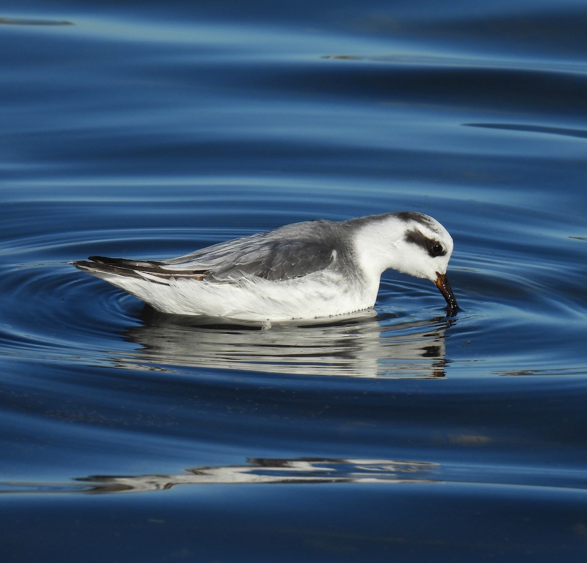 Mendebal-txori mokolodia - ML645486132