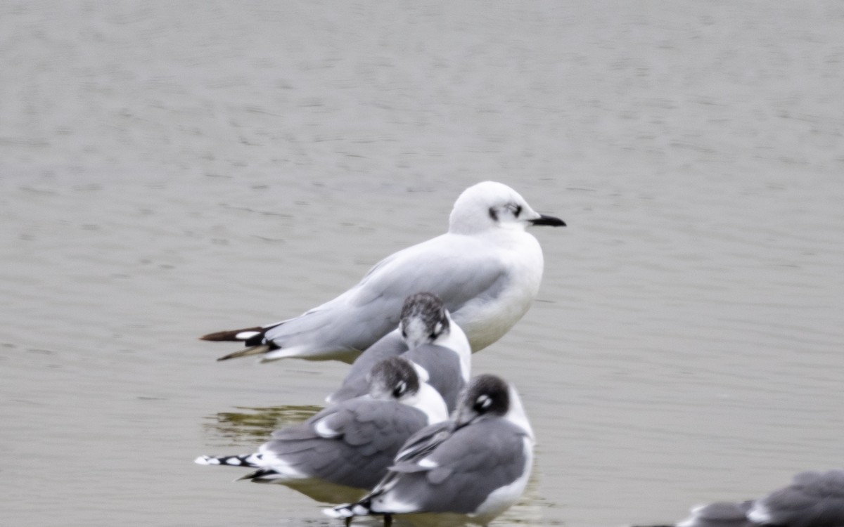 Andean Gull - ML645486142