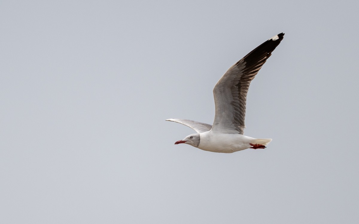 Antxeta burugrisa - ML645486156