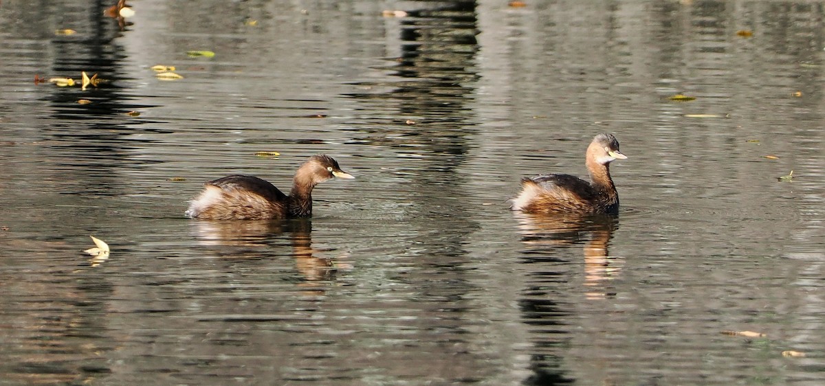 dvergdykker - ML645486160