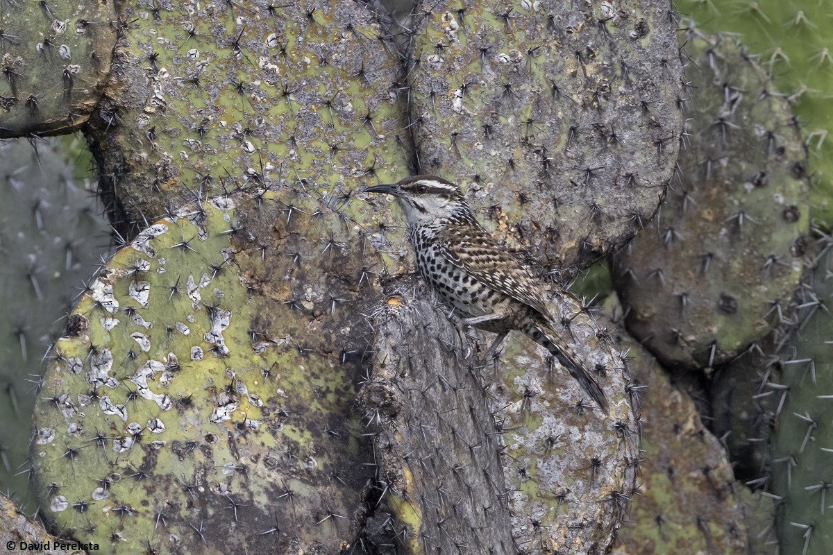 Boucard's Wren - ML645486162