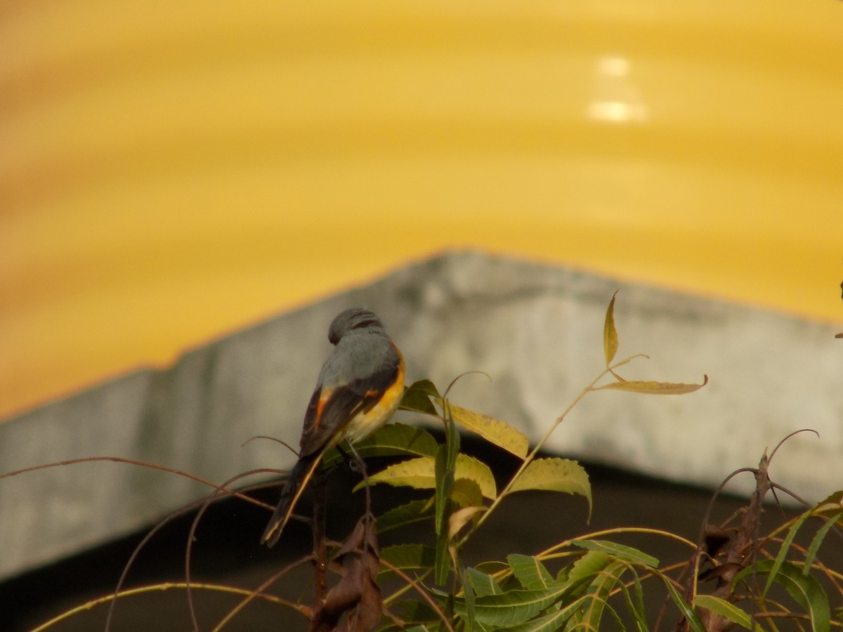 Small Minivet - ML645486182