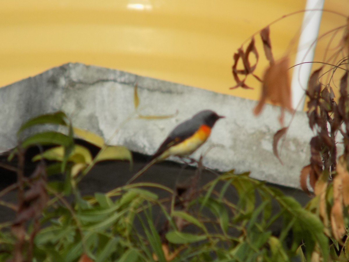Small Minivet - ML645486183