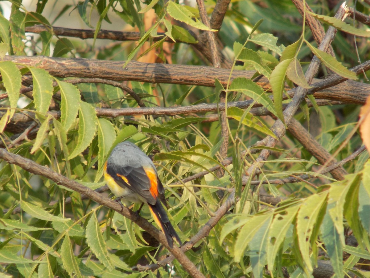 Small Minivet - ML645486184