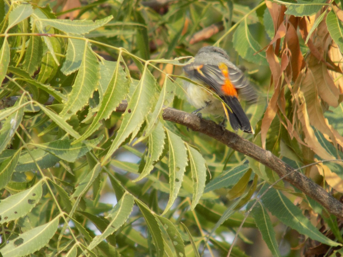 Small Minivet - ML645486185