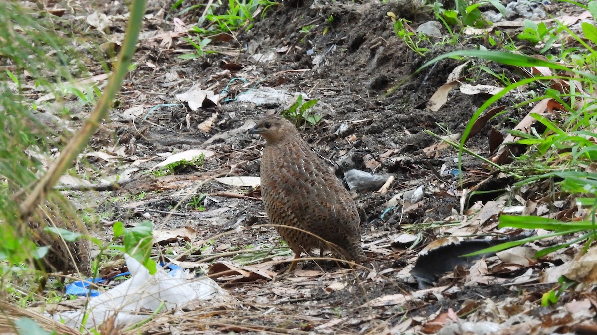 Brown Quail - ML645486193