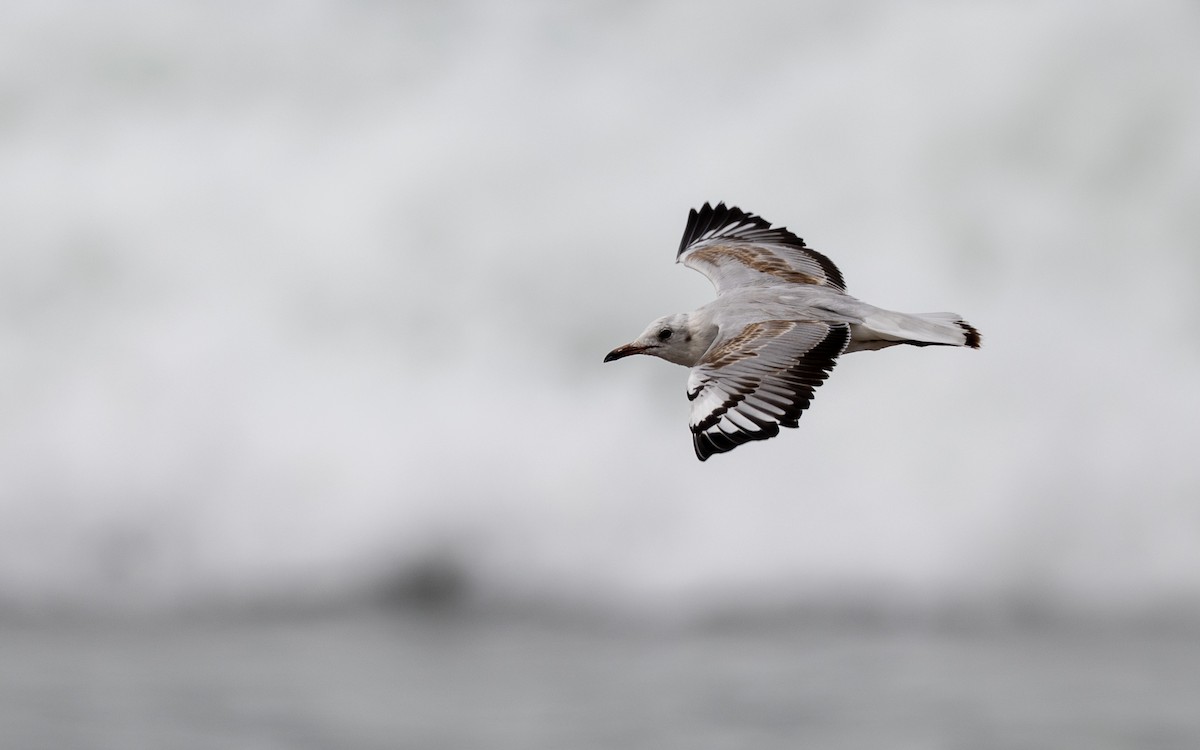 Gray-hooded Gull - ML645486195