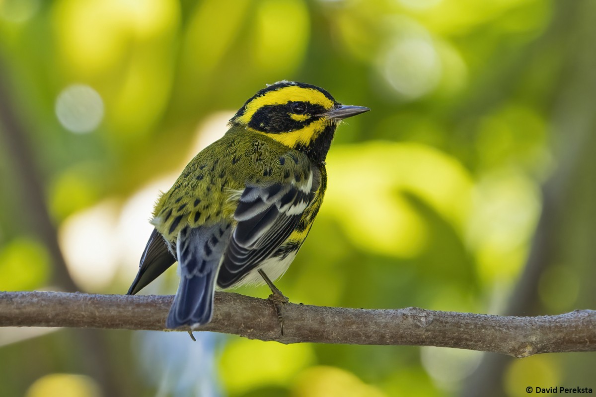 Townsend's Warbler - ML645486216