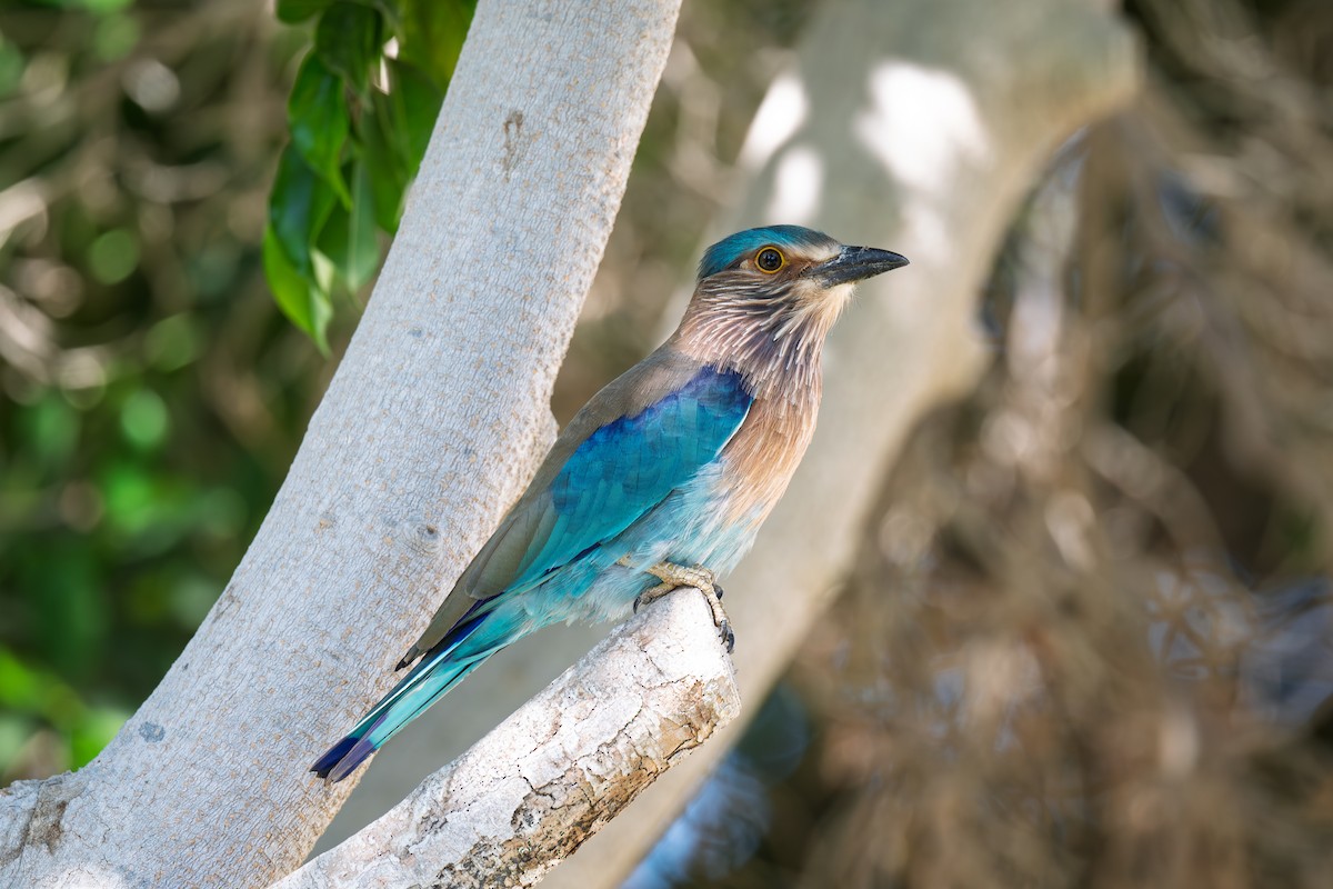 Indian Roller - ML645486219