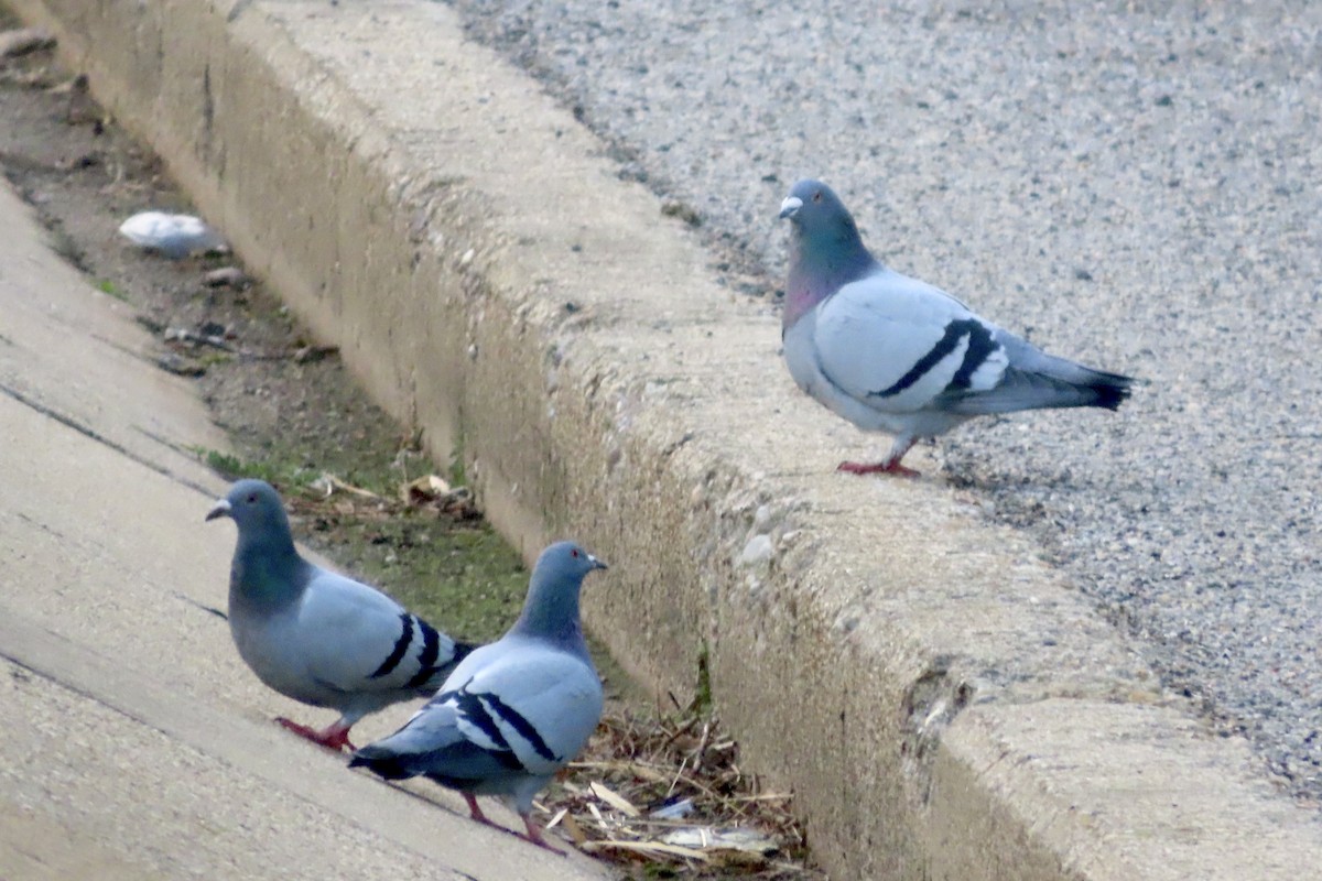 Felsentaube (Straßentaube) - ML645486222