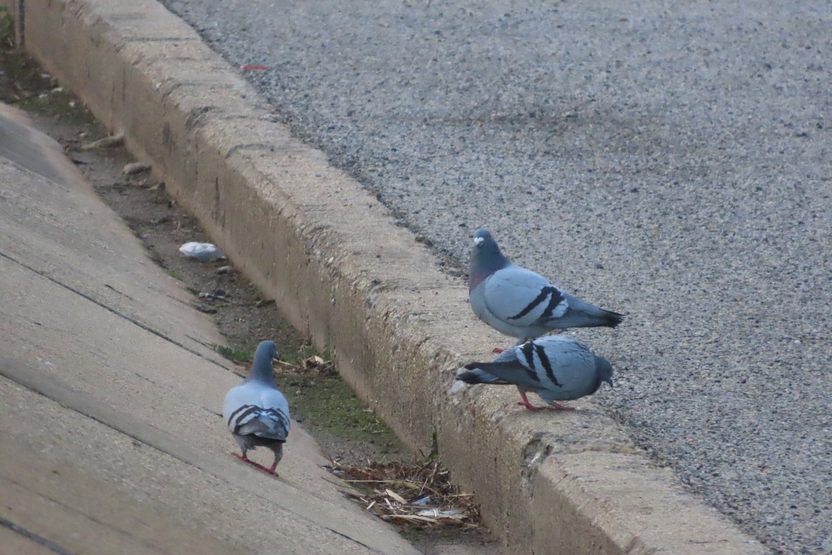 Felsentaube (Straßentaube) - ML645486223