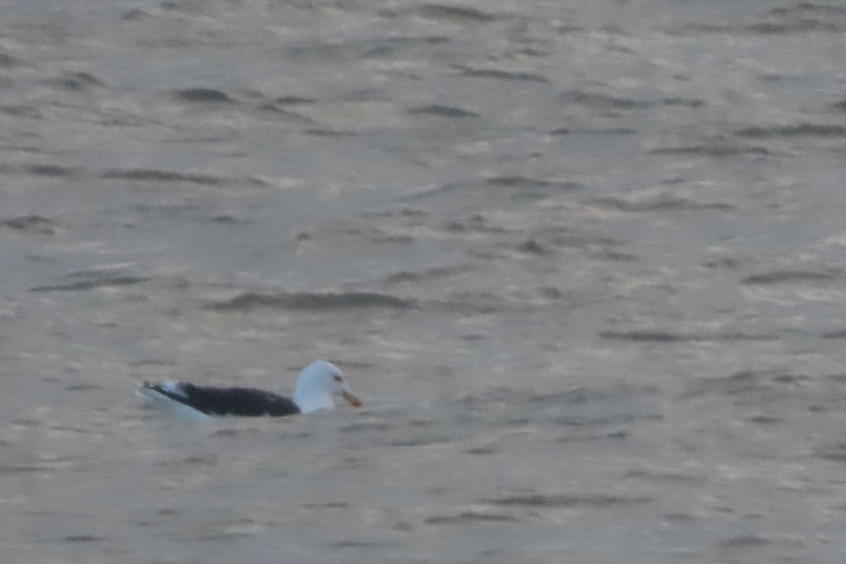 Büyük Kara Sırtlı Martı - ML645486243