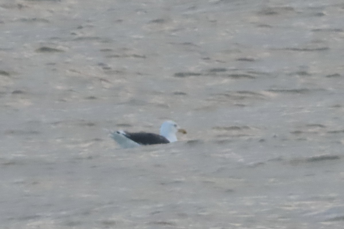 Büyük Kara Sırtlı Martı - ML645486244