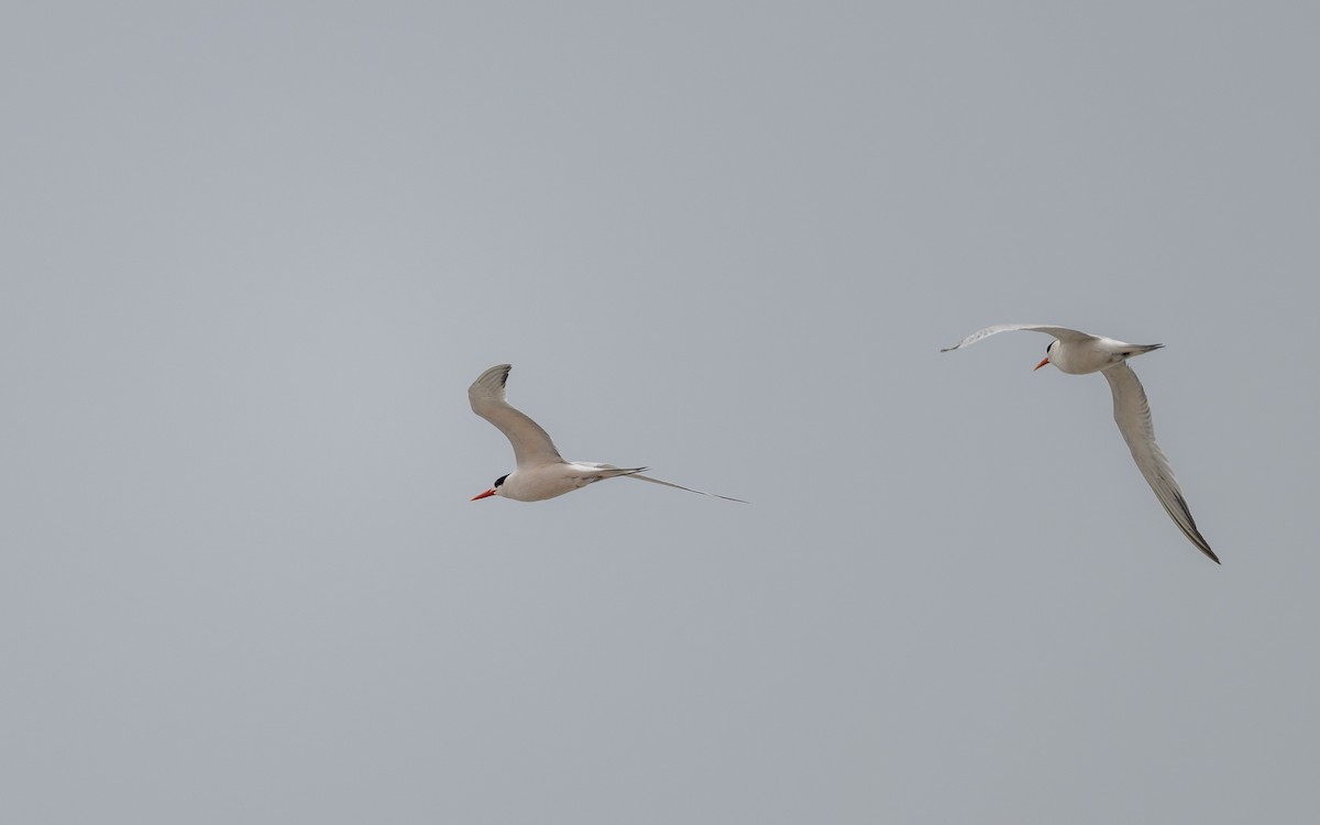 rybák obecný - ML645486245