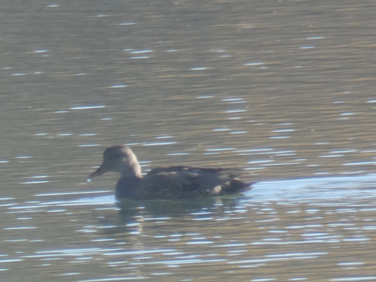 Серая утка - ML645486275