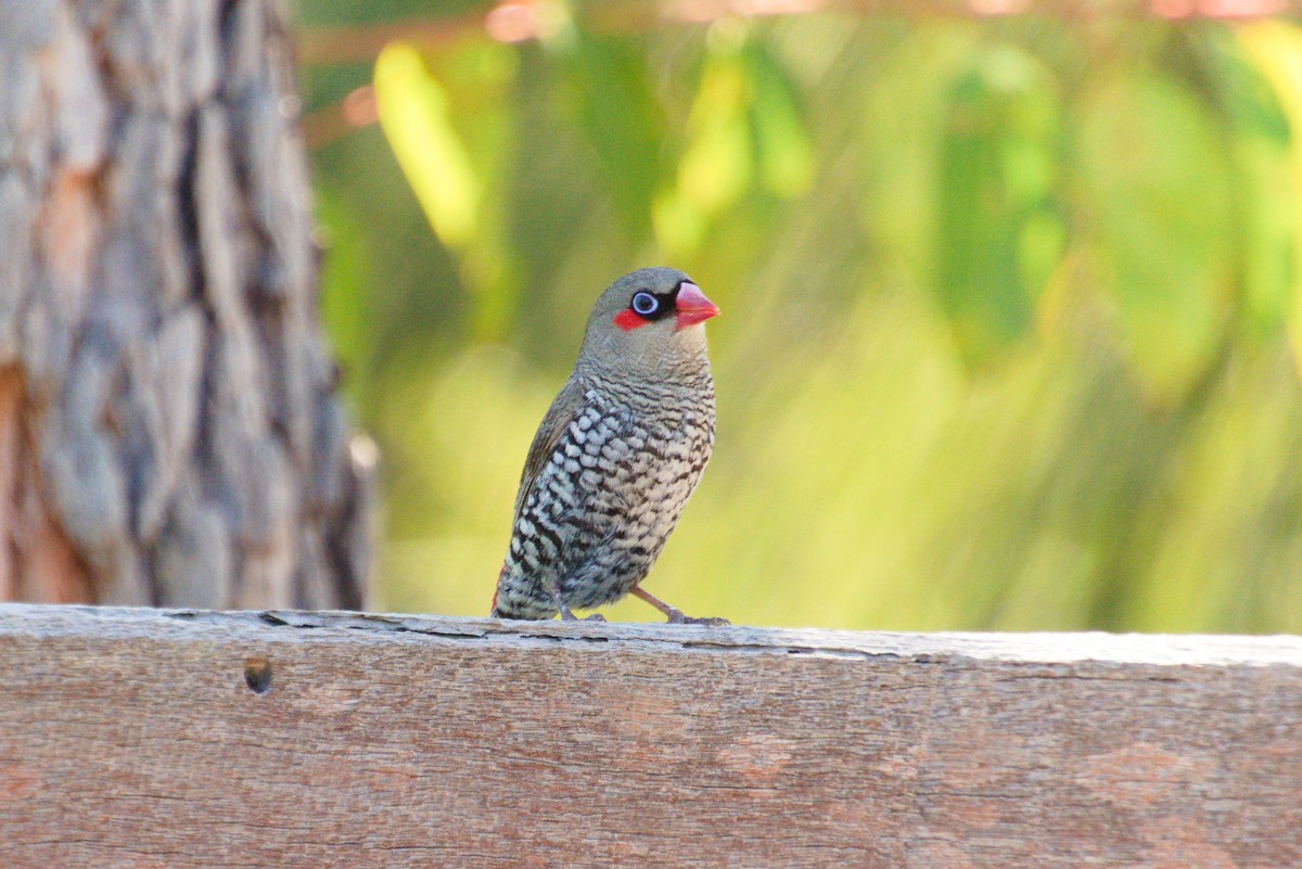 Red-eared Firetail - ML645486298