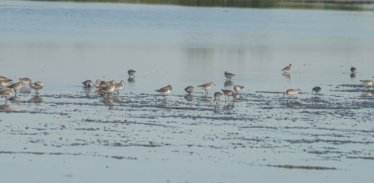 Red Knot - ML645486305
