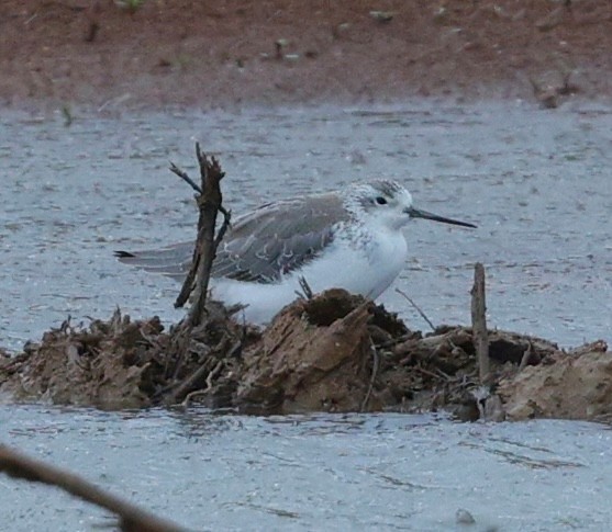 Marsh Sandpiper - ML645486310