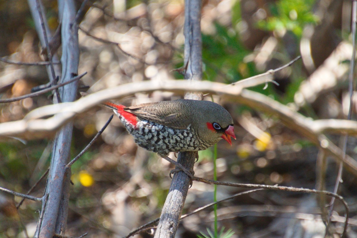 Red-eared Firetail - ML645486334