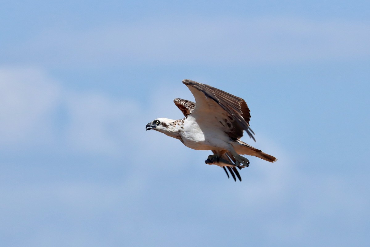 Osprey - ML645486336