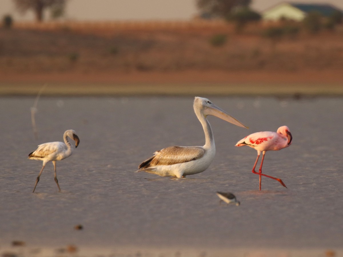 Pink-backed Pelican - ML645486343